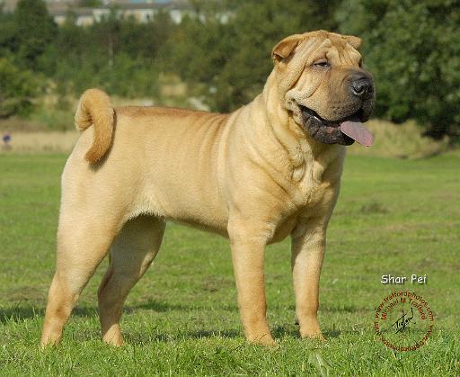 Shar Pei 9A100D-19.JPG